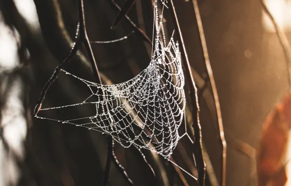 Картинка spider, macro, web