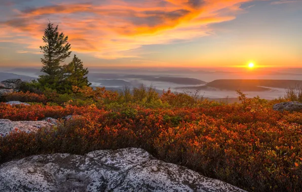 Картинка осень, солнце, деревья, пейзаж, горы, природа, туман, рассвет, утро, кустарники