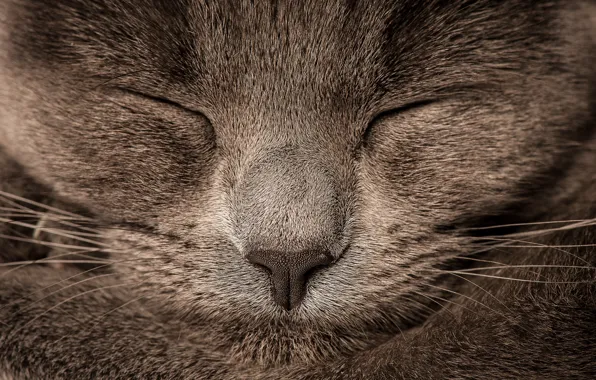 Картинка кошка, серый, размытие, нос, grey, cat, nose