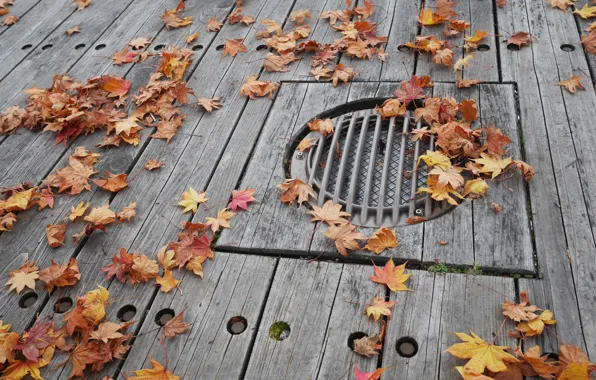 Картинка осень, листья, фон, colorful, клен, wood, background, autumn, leaves, осенние, maple