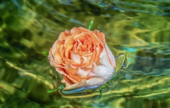 Картинка цветок, вода, капли, свет, роза, оранжевая, бутон, зеленая, в воде