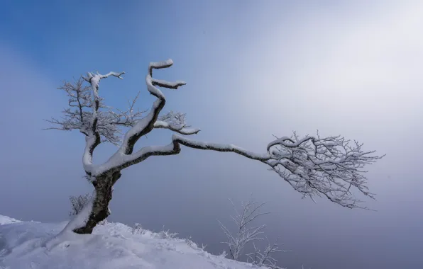 Картинка снег, природа, туман, дерево