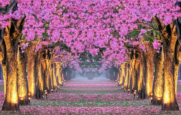 Картинка деревья, парк, весна, сакура, аллея, цветение, Корея, pink, blossom, park, tree, sakura, cherry, spring, alley