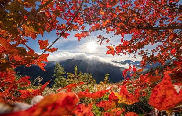 Картинка осень, листья, горы, ветки, Тайвань, Taiwan, Тайчжун, Taichung, Ферма У-Лин, Wuling Farm