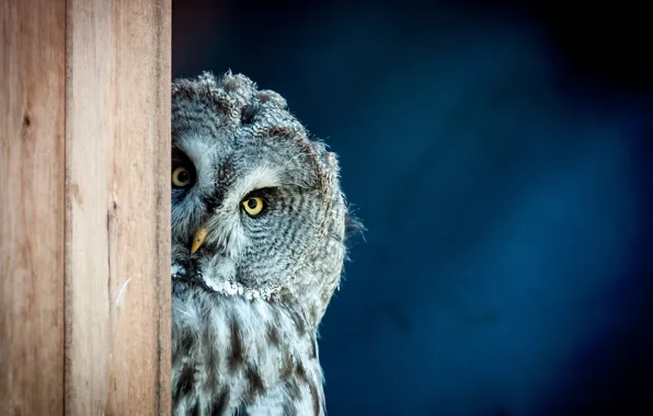 Картинка bird, look, owl