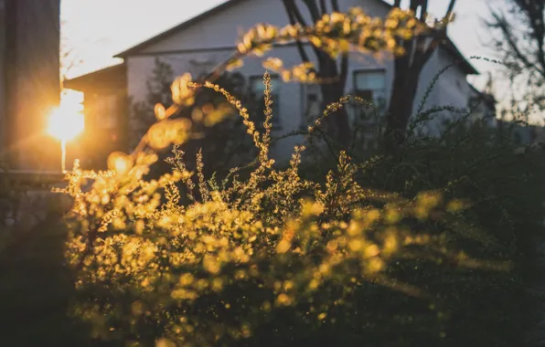 Картинка House, Grass, Sun, Sunset, Summer, Mood