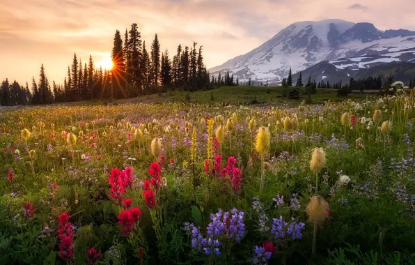 Картинка лето, цветы, горы, природа