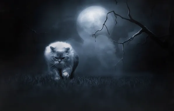 Картинка кошка, трава, кот, взгляд, ночь, ветки, природа, поза, туман, темнота, страх, фантазия, дерево, тьма, луна, …