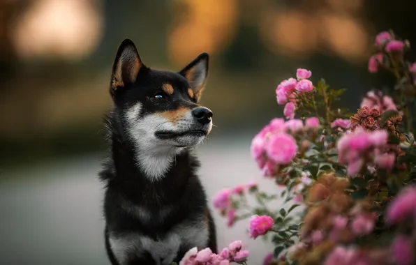 Картинка цветы, фон, черный, розы, собака, щенок, розовый куст, сиба-ину, сиба