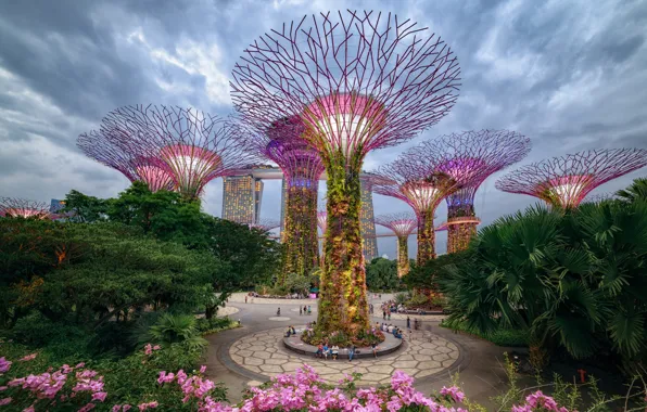 Картинка деревья, город, парк, Сингапур, Gardens by the Bay, Supertree Grove