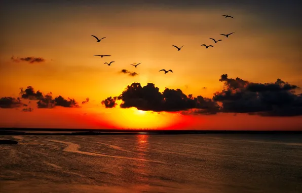 Картинка закат, птицы, берег