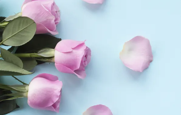 Картинка розы, лепестки, розовые, бутоны, pink, flowers, petals, roses