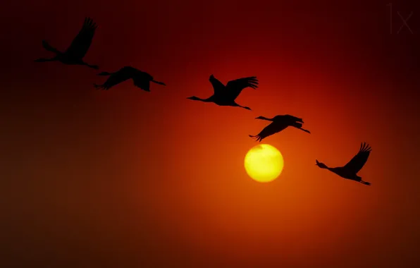Картинка Солнце, sun, журавли, cranes, ido meirovich