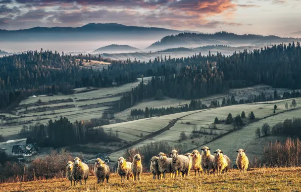 Картинка закат, природа, овцы