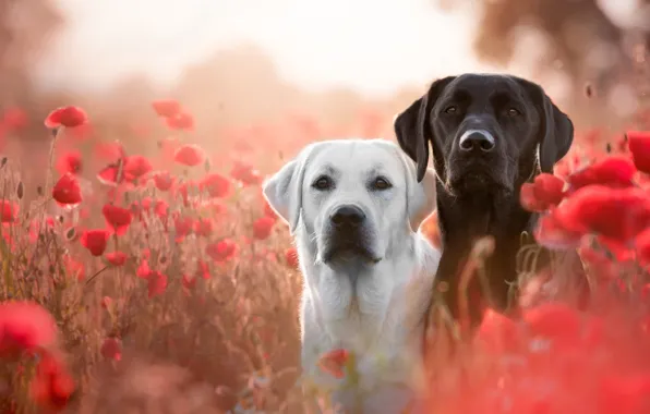 Картинка поле, собаки, белый, лето, взгляд, цветы, настроение, поляна, черный, две, маки, собака, луг, пес, пара, …