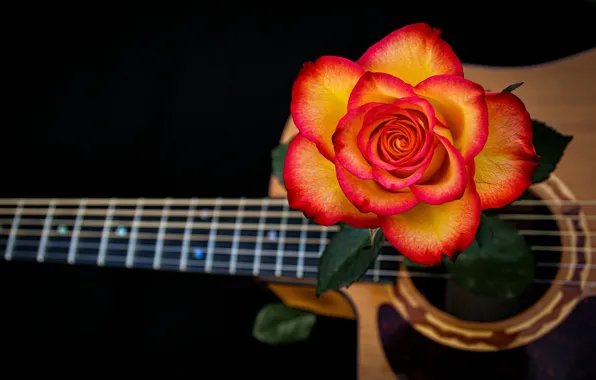 Картинка роза, гитара, струны