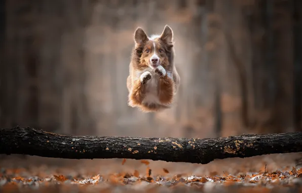 Картинка осень, прыжок, собака, бревно, боке, пёсик, Бордер-колли