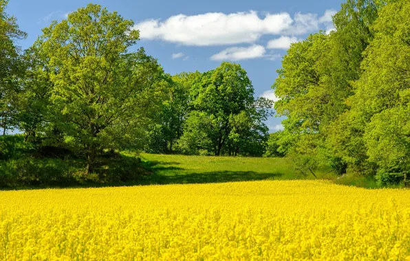 Картинка поле, деревья, весна, Швеция, рапс