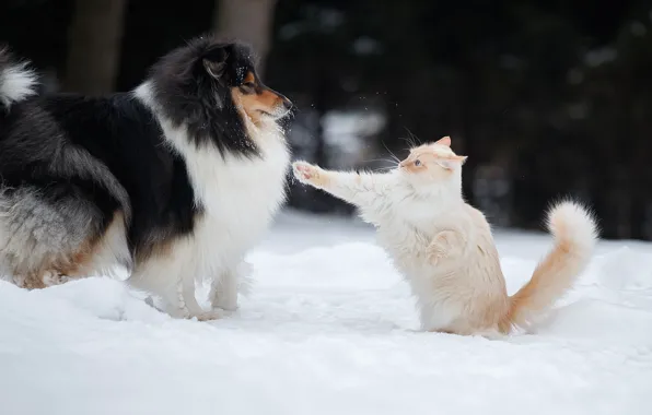 Картинка зима, кот, снег, лапа, собака, Светлана Писарева, махач