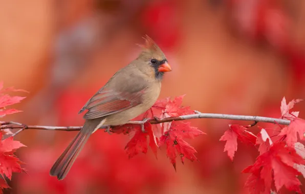 Картинка осень, листья, природа, птица, ветка, клён, кардинал