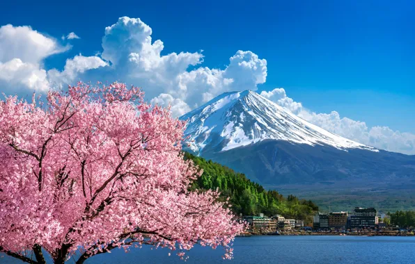 Картинка вишня, весна, Япония, сакура, Japan, цветение, гора Фуджи, landscape, pink, blossom, mountain, sakura, cherry, spring, …