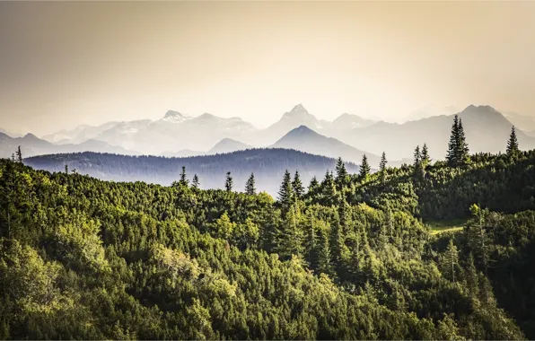 Картинка лес, горы, Австрия, Аннаберг