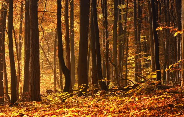 Картинка осень, лес, листва, октябрь
