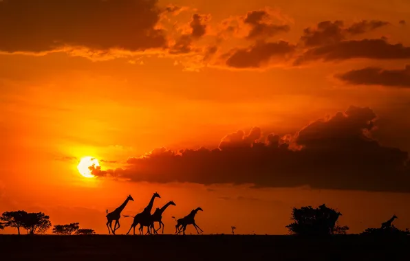Картинка облака, закат, Солнце, жирафы, саванна, Африка, Sun, sunset, clouds, Africa, savannah, giraffes, Phillip Chang