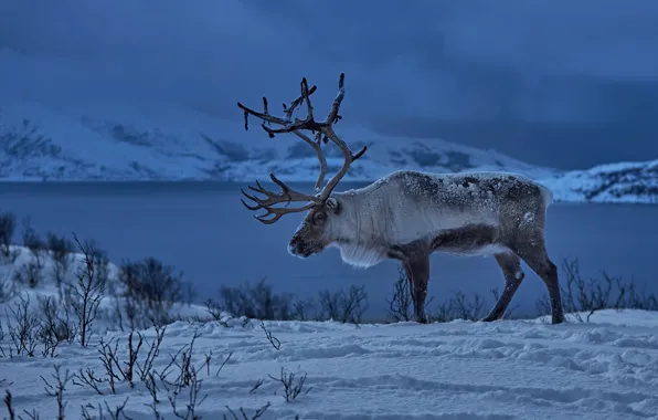 Картинка зима, снег, олень, Норвегия, рога, Северный олень