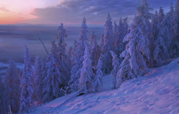 Картинка зима, снег, деревья, закат, ели, Россия, Владимир Рябков