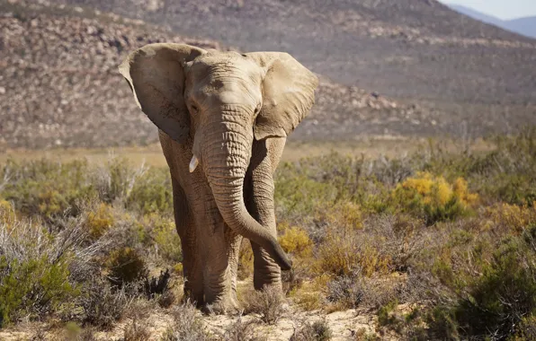 Картинка природа, South Africa, African Elephant