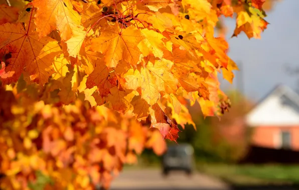 Картинка осень, листья, солнечный денек