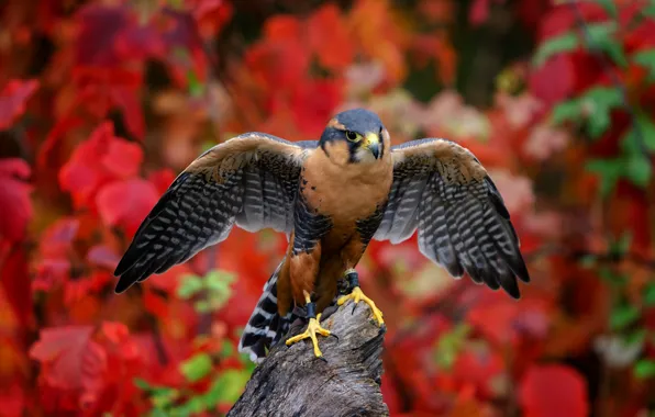Картинка фон, птица, крылья, Aplomado Falcon, Южно Мексиканский сокол