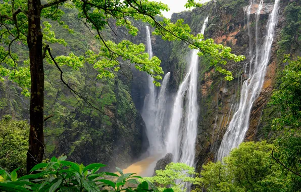 Картинка лес, деревья, горы, скалы, Индия, водопады, India, Карнатака, Karnataka, Водопад Джог, Gersoppa Falls, Western Ghats …