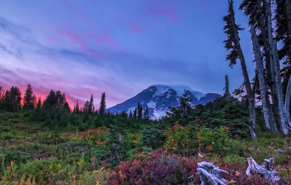 Картинка осень, деревья, пейзаж, закат, цветы, горы, природа, США, луга, национальный парк, Mount Rainier, Маунт-Рейнир