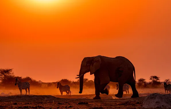 Картинка закат, слон, Африка, зебры, Ботсвана