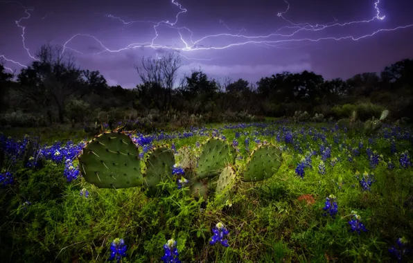 Картинка гроза, пейзаж, цветы, горы, тучи, природа, растительность, молния, кактусы, США, Техас