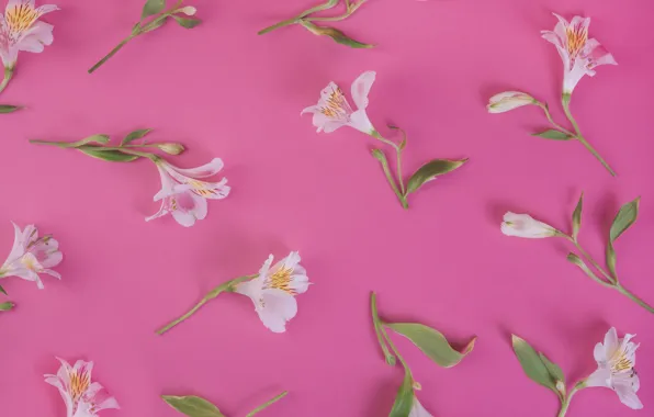 Картинка цветы, фон, розовый, лилии, pink, flowers, lily