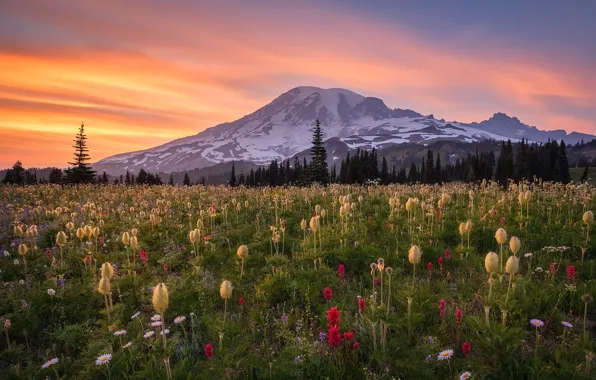 Картинка закат, цветы, горы, луг, Mount Rainier, Каскадные горы, Washington State, Cascade Range, Штат Вашингтон, Гора …