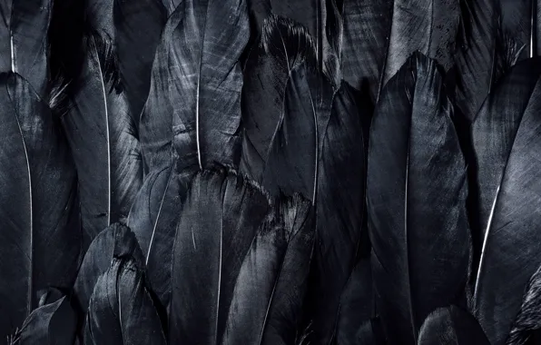 Картинка dark, black, feathers, textures, black wallpaper, 4k ultra hd background, black feathers