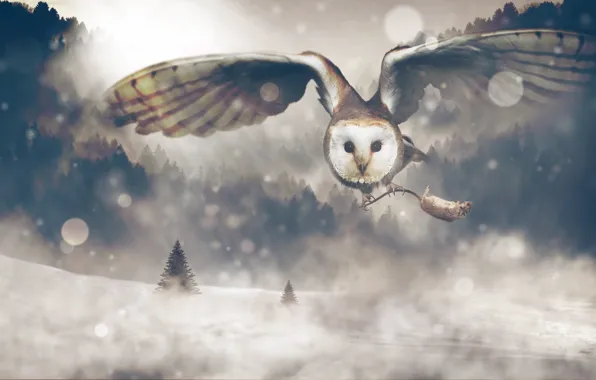 Картинка зима, лес, взгляд, снег, полет, природа, рендеринг, сова, коллаж, птица, крылья, мышь, ели, арт, когти, …