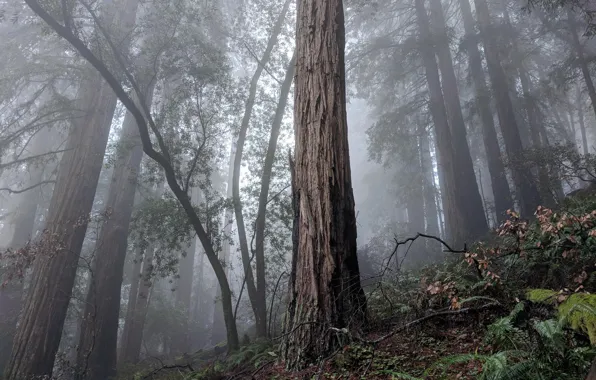Картинка деревья, природа, туман, США, Мьюирский лес