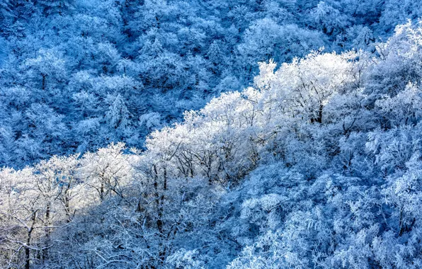 Картинка зима, лес, снег, деревья, природа, мороз, вид сверху