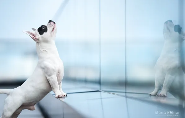 Картинка отражение, собака, Французский бульдог