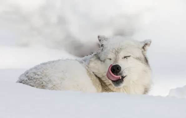 Картинка зима, язык, снег, волк, полярный