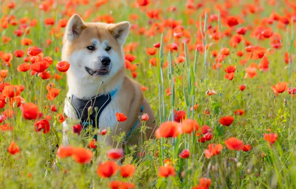 Картинка цветы, маки, собака, луг, Акита-ину