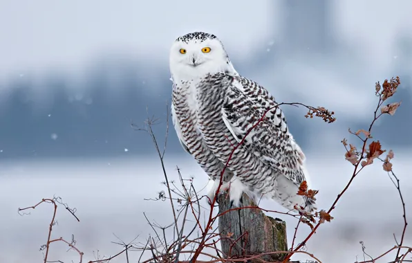 Картинка зима, снег, ветки, птица, пень, полярная сова