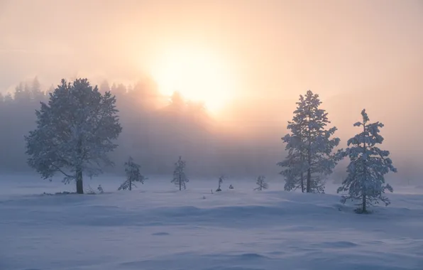 Картинка зима, снег, деревья, туман, восход, рассвет, утро, Норвегия, сугробы, Norway, Рингерике, Ringerike