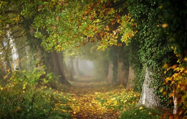 Картинка осень, деревья, парк, фото, Radoslaw Dranikowski