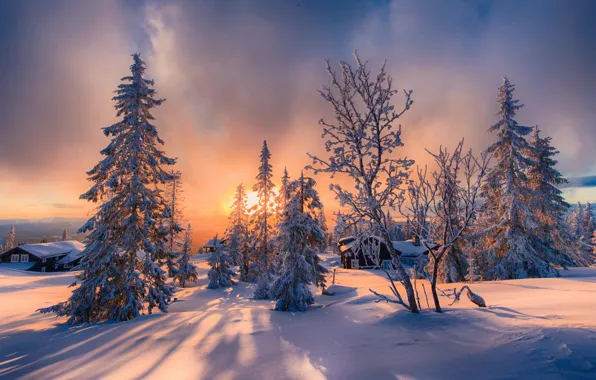 Картинка зима, солнце, снег, деревья, пейзаж, природа, дома, ели, тени, ёлки, Allan Pedersen